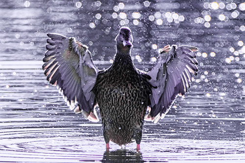Standing Mallard Duck Flapping Wings Among Shore (Purple Tint)
