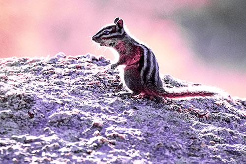 Standing Open Mouthed Chipmunk In Shock (Purple Tint Photo)
