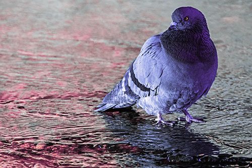 Standing Pigeon Gandering Atop River Water (Purple Tint Photo)