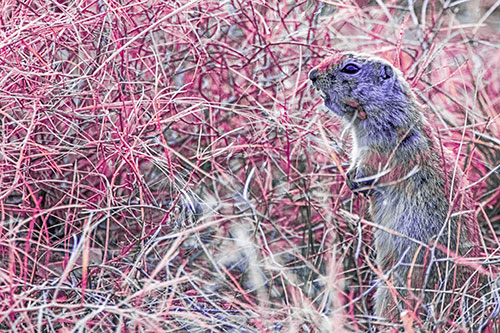 Standing Prairie Dog Snarls Towards Intruders (Purple Tint Photo)