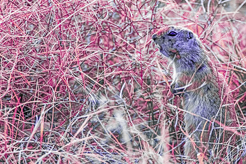 Standing Prairie Dog Snarls Towards Intruders (Purple Tint)