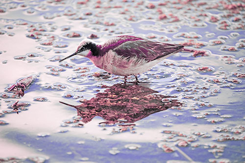 Standing Sandpiper Wading In Shallow Algae Filled Lake Water (Purple Tint Photo)