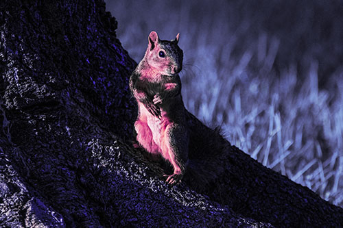 Standing Squirrel Poses Among Sloping Tree Stump (Purple Tint)