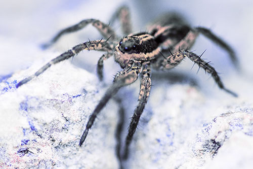 Standing Wolf Spider Guarding Rock Top (Purple Tint Photo)