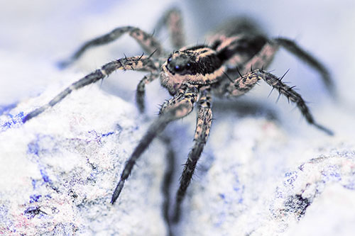 Standing Wolf Spider Guarding Rock Top (Purple Tint)