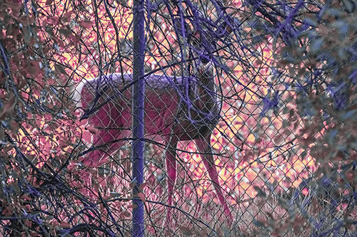 Startled White Tailed Deer Freezes Behind Chain Link Fence (Purple Tint)