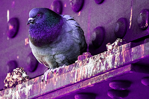 Steel Beam Perched Pigeon Keeping Watch (Purple Tint Photo)