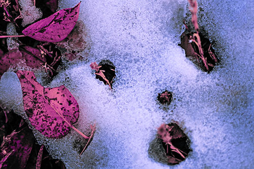 Stem Shocked Snow Face Among Fallen Leaves (Purple Tint Photo)