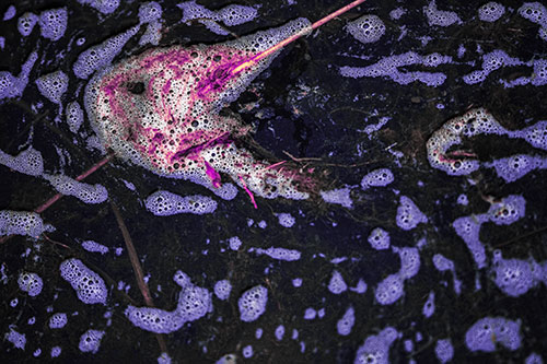 Stick Impales River Bubble Face Through Eye (Purple Tint Photo)