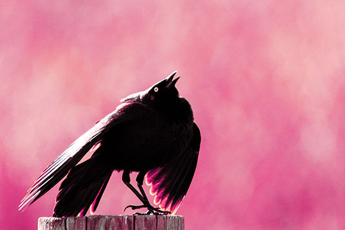 Stomping Grackle Croaking Atop Wooden Fence Post (Purple Tint Photo)