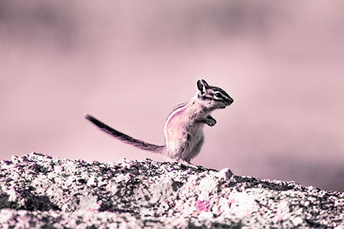 Straight Tailed Standing Chipmunk Clenching Paws (Purple Tint)