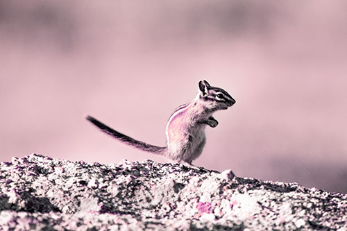 Straight Tailed Standing Chipmunk Clenching Paws (Purple Tint Photo)