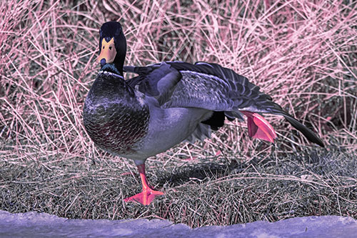 Stretching Mallard Duck Along Icy River Shoreline (Purple Tint Photo)