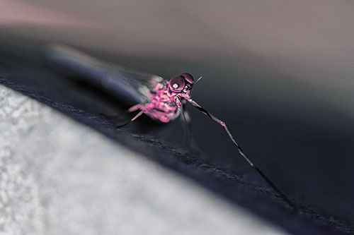 Stretching Mayfly Relaxing Among Shade (Purple Tint)