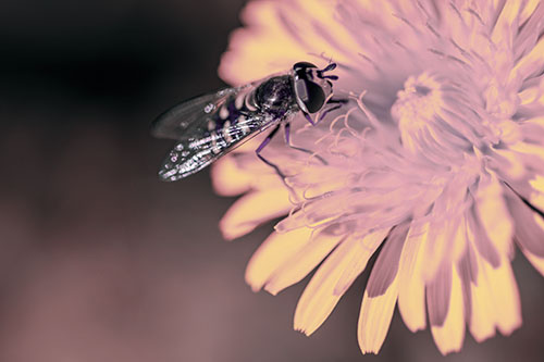 Striped Hoverfly Pollinating Flower (Purple Tint Photo)