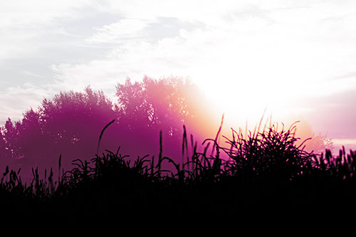 Sun Rises Beyond Fog Filled Treeline (Purple Tint Photo)
