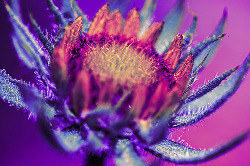 Sunflower Bud Unfurling Towards Sunlight (Purple Tint Photo)