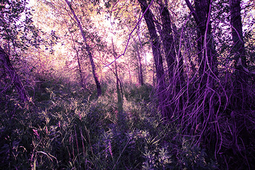 Sunlight Bursts Through Shaded Forest Trees (Purple Tint Photo)
