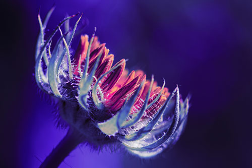 Sunlight Enters Spiky Unfurling Sunflower Bud (Purple Tint Photo)