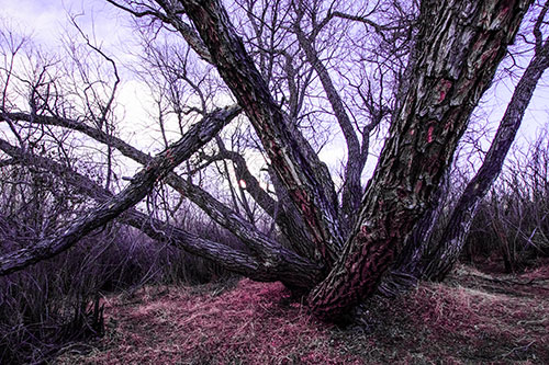Sunlight Peeking Through Twisting Tree Trunks (Purple Tint)