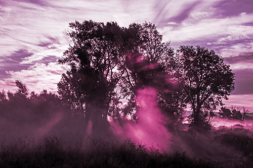 Sunlight Rays Burst Through Fog Surrounded Trees (Purple Tint Photo)