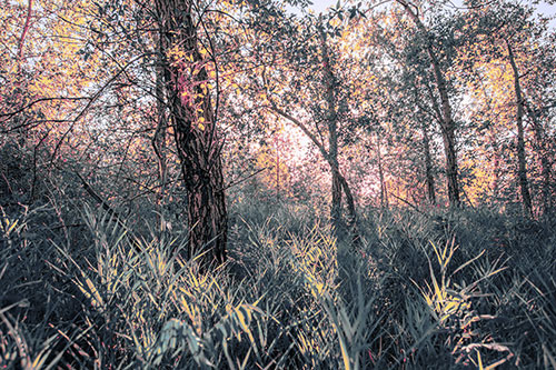 Sunrise Casts Forest Tree Shadows (Purple Tint Photo)