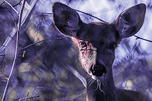 Sunrise Illuminates White Tailed Deer Among Tree Shadows (Purple Tint)