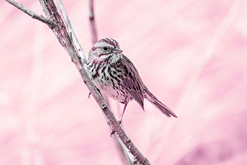 Surfing Song Sparrow Rides Tree Branch (Purple Tint Photo)