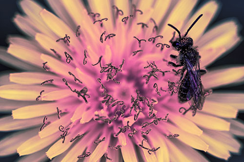 Sweat Bee Collecting Dandelion Pollen (Purple Tint Photo)