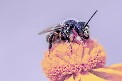 Sweat Bee Collecting Pollen Off Sneezeweed Flower (Purple Tint)