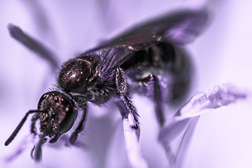 Sweat Bee Enjoying Primrose Flower Pollen (Purple Tint)