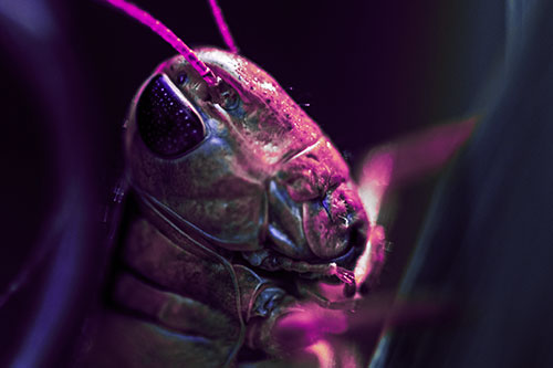 Sweaty Grasshopper Seeking Shade (Purple Tint Photo)