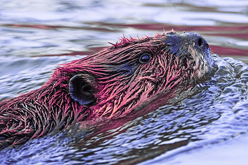 Swimming Beaver Keeping Head Above Water (Purple Tint Photo)