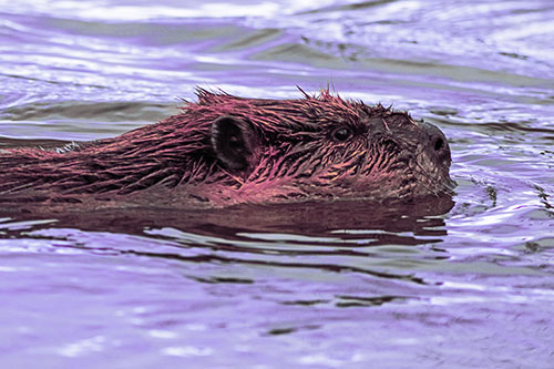Swimming Beaver Patrols River Surroundings (Purple Tint Photo)