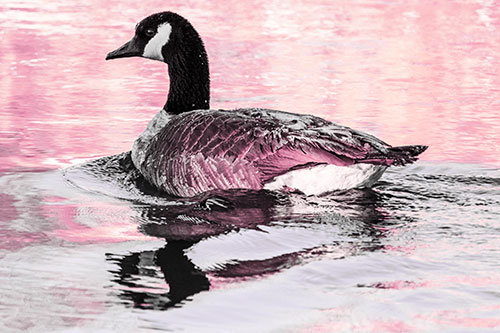 Swimming Goose Ripples Through Water (Purple Tint)
