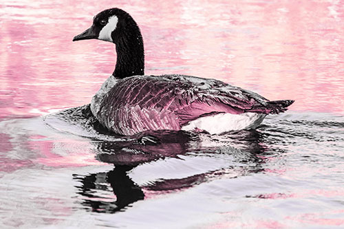 Swimming Goose Ripples Through Water (Purple Tint Photo)