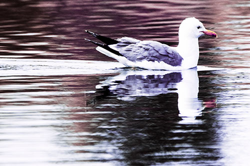 Swimming Seagull Lake Water Reflection (Purple Tint Photo)