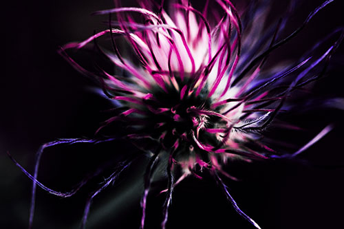 Swirling Pasque Flower Seed Head (Purple Tint Photo)