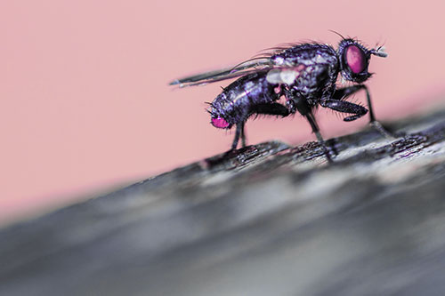 Tachinid Fly Curling Arm Among Sloping Wood (Purple Tint)