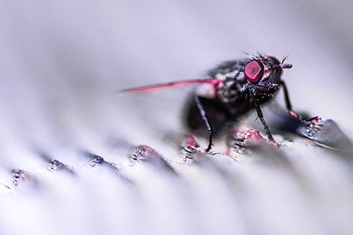 Tachinid Fly Poses Among Grooved Wood (Purple Tint)