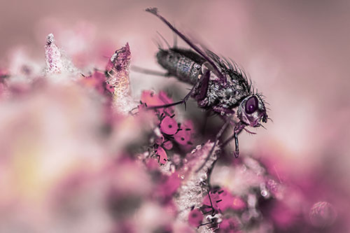 Tachinid Fly Terrorizing Aphids Among Milkweed Pod (Purple Tint)