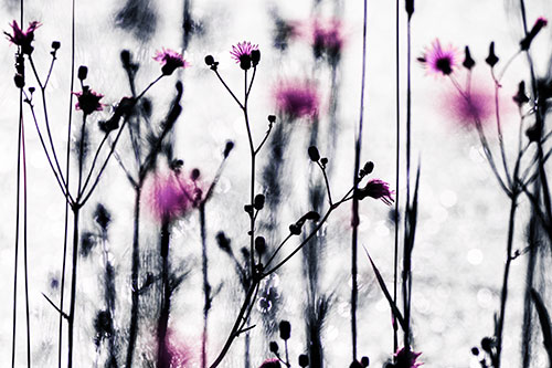 Tall Towering Stemmed Dandelion Flowers (Purple Tint Photo)