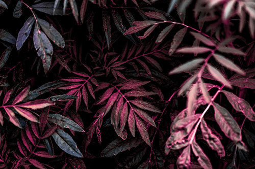 Tattered Fern Plants Emerge From Darkness (Purple Tint Photo)