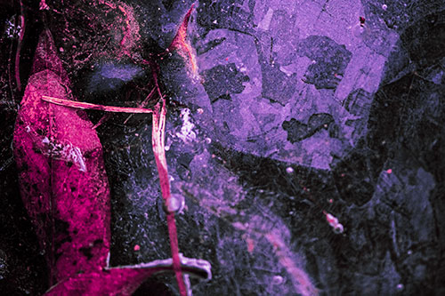 Terrified Ice Face Frozen Beside Leaf (Purple Tint Photo)