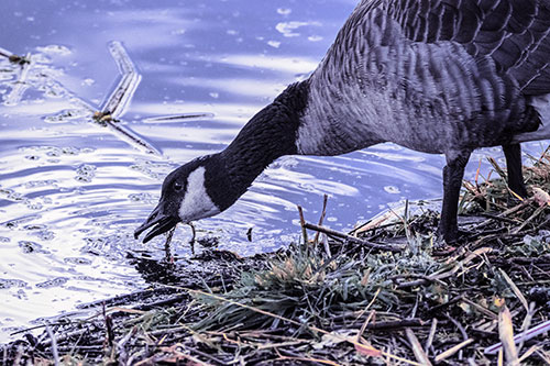 Thirsty Canadian Goose Drinking Water Along Shore (Purple Tint)
