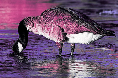 Thirsty Goose Drinking Ice River Water (Purple Tint Photo)