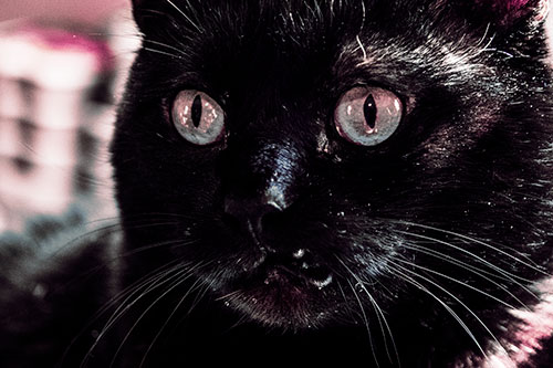 Thirsty Wide Eyed Black Cat (Purple Tint)