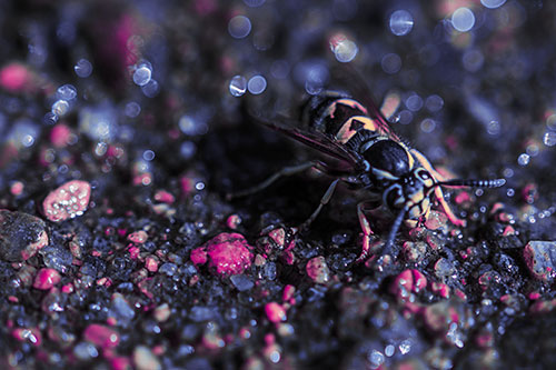 Thirsty Yellowjacket Wasp Among Soaked Sparkling Rocks (Purple Tint Photo)