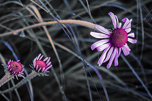 Three Blossoming Coneflowers Among Light Dewy Grass (Purple Tint Photo)