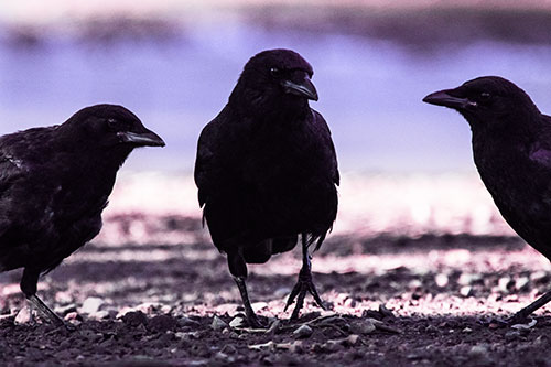 Three Crows Plotting Their Next Move (Purple Tint Photo)